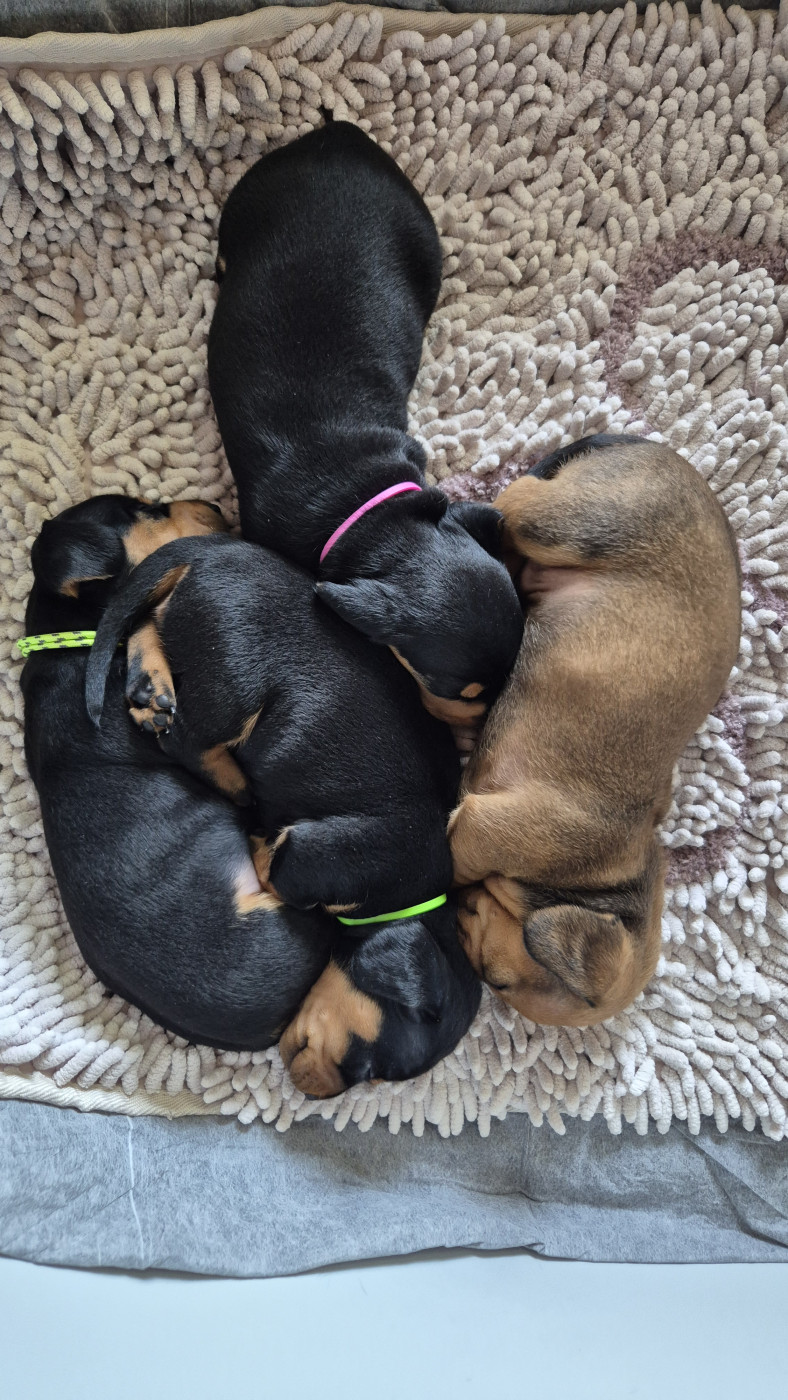 Chiot Teckel poil ras Du Domaine Des Fetiches