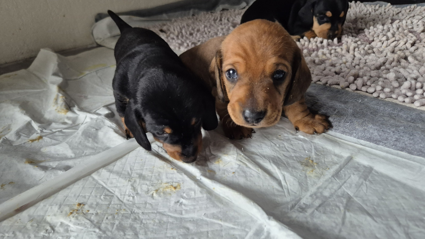 Du Domaine Des Fetiches - Chiots disponibles - Teckel poil ras