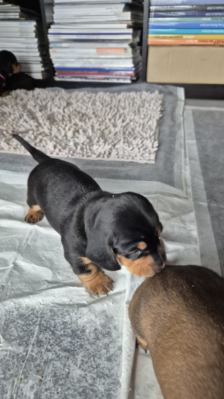 Du Domaine Des Fetiches - Chiots disponibles - Teckel poil ras