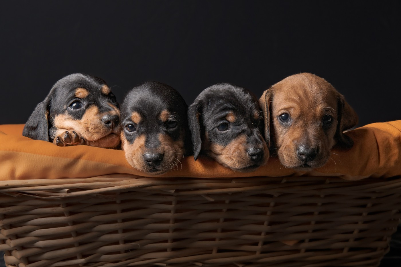 Du Domaine Des Fetiches - Chiots disponibles - Teckel poil ras